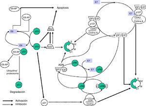 Modelo de interacciones biológicas de las proteínas E6 y E7 de VPH-AR.