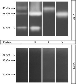 Representative proteolytic profiles observed in Brazilian clinical isolates of Pseudomonas aeruginosa from different anatomical sites. The proteases were evidenced by electrophoresis on 10% SDS–PAGE containing 0.1% gelatin as the copolymerized protein substrate as described in “Material and methods” section. Molecular masses of the proteases, expressed in kilodaltons (kDa), are represented on the left. Four different profiles were clearly seen: profile I, bands of 145kDa+118kDa+50kDa; profile II, 118kDa+50kDa; profile III, 145kDa and profile IV, 118kDa. Galdino et al., 2016.