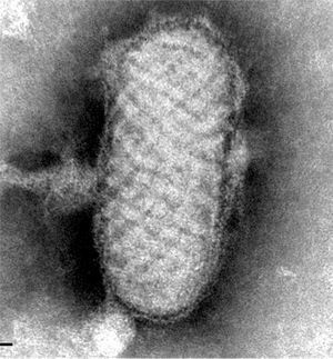 Virus Pseudocowpox del género Parapoxvirus, visto por microscopia electrónica en la muestra remitida al Centro Nacional de Microbiología.