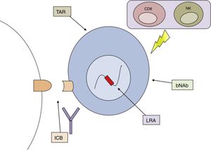 Combinación de estrategias potencialmente útiles para la curación funcional/erradicación de la infección por VIH. bNAb: anticuerpos neutralizantes de amplio espectro; ICB: bloqueadores de dianas inmunológicas; LRA, agentes reactivadores de la latencia; NK: células natural killer; TAR: tratamiento antirretroviral.