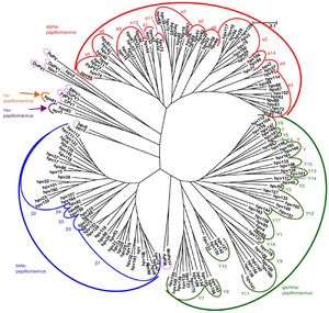Árbol filogenético de papilomavirus basado en la región L1 (adaptado de De Villiers5).