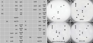 Prototypical DNA microarray pictures obtained with the AMR Direct Flow Chip assay. The left panel shows the distribution of complementary oligonucleotides targeting specific antibiotic resistance genes sequences. The right panels (A–D) show the results for different bacterial species harbouring one or more antimicrobial resistance genes. B, hybridation control; CI, exogenous amplification control; BG, endogenous amplification control; SA, Staphylococcus aureus; MRSA, methicillin-resistant Staphylococcus aureus.