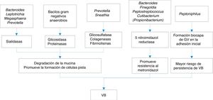 Algunos de los mecanismos de la producción de vaginosis bacteriana.
