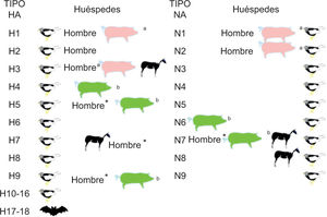 Distribución de los tipos conocidos de hemaglutinina (HA) y neuraminidasa (NA) en las diferentes especies2,3. *Sin transmisión interhumana. aLinajes establecidos. bBrotes epidémicos.