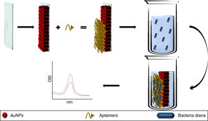 Aptámeros conjugados a AuNPs e inmovilizados sobre una placa de vidrio (chip). El aptámero une a las bacterias diana modificando los picos de absorción de las AuNPs. En soluciones sin el patógeno los picos de absorción se mantienen idénticos al pico de absorción basal de las AuNPs. AuNPs: nanopartículas de oro.