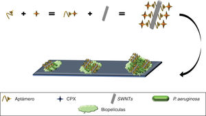 Aptámero anti-P. aeruginosa acoplado a CPX, complejo inmovilizado sobre SWNTs, mostrando el reconocimiento y unión a P. aeruginosa, inhibiendo el crecimiento bacteriano, formación de biopelículas e incluso la degradación de biopelículas establecidas. CPX: ciprofloxacino; SWNTs: nanotubos de carbono.