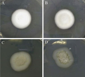 Morfología del crecimiento de la colonia del Trichophyton rubrum aislado en diferentes condiciones. A) Se observa un crecimiento normal en medio APD. B) No se aprecia alteración cuando el medio APD contiene DMSO. C) Observamos alteraciones cuando el medio APD contiene DMSO y Tween 20 al 0,1%. D) Lo mismo ocurre en el caso del medio APD sólo con Tween 20 al 0,1%.