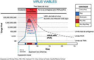 Fases de la infección por SARS-CoV-2.