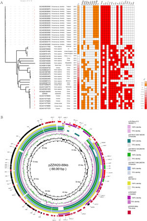 (A) Midpoint-rooted tree generated from the core-genome sequences of the mcr-8-positive ST11K. pneumoniae identified in this study as well as another 43 mcr-8-positive K. pneumoniae isolates. The collection dates, hosts and country of isolation are indicated for each isolate. Major antibiotic resistance genes, ST carried by the K. pneumoniae isolate are indicated. (B) Comparative ananlysis of mcr-8-positive plasmid identified in this study. The circular plasmid map was generated using BRIG. Arrows indicate orientation of open reading frames. Regions of homology are marked by shading.