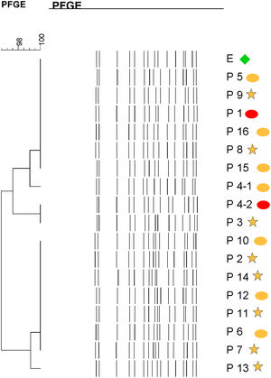 Dendrogram showing results of PFGE profile of environmental, clinical and epidemiological isolates of S. marcescens in the neonatal unit. Environmental (E, green diamond symbol); patients (P); Ellipse symbol indicates that the sample comes from the neonatal intensive care unit. Star symbol indicates that the sample comes from the intermediate care unit. Red colour indicates blood sample and the orange colour indicates rectal sample.