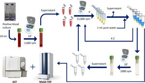 Double differential centrifugation wash-procedure to obtain the purified pellet. A 10-ml sample of a positive blood culture was first centrifuged at 1,000rpm for 10min, followed by transferring 6ml of the supernatant into four 1.5ml conical-bottomed tubes. The transferred supernatants were centrifuged at 11,000rpm for 5min, and washed twice with purified water. The resulting bacterial pellet was resuspended into 10ml of purified water and was again centrifuged at 1000rpm (second differential centrifugation) for 10min, followed by transferring again into four 1.5ml conical tubes. The transferred supernatants were finally centrifuged at 11,000rpm for 5min and the resulting pellet was subjected to MALDI-TOF identification and direct AST.