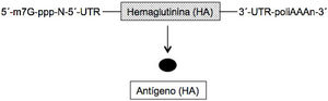 Esquema de la composición de la vacuna de ARNm convencional (no amplificable) frente al virus de la gripe basada en la hemaglutinina (HA).