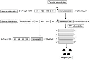 Esquema de funcionamiento de la vacuna de ARNm autoamplificable frente al virus de la gripe basada en la hemaglutinina (HA). NS1-NS4, proteínas no estructurales del alfavirus.