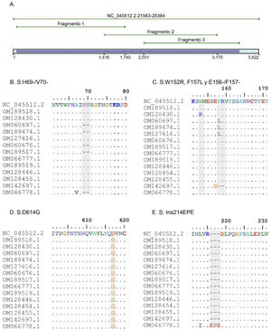 A. Simulación in silico de la cobertura del gen S por los cebadores LIME. Los productos generados cubren la mayoría de las mutaciones y deleciones asociadas con VOI y VOC. B. Deleción H69/V70 frecuente en la variante alfa. C. Mutaciones puntuales y deleciones entre los aminoácidos 148, 150 y 160 de la proteína S; se destaca la deleción E156/F157 identificada en la variante delta. D. Mutación D614G presente en todas las muestras evaluadas. E. Inserción 214EPE característica de la variante ómicron 21K (BA.1).