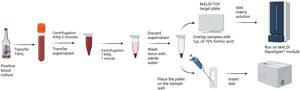 Identification workflow using MALDI–TOF–MS Sepsityper® module and Standard F® LFICT.
