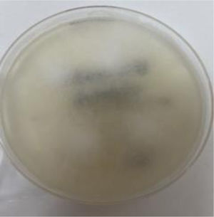 Crecimiento en agar Sabouraud de Rhizopus oryzae.