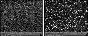 Scanning electron microscope (SEM) image of gold nanoparticles spherical before and after coating antigens CFP-10, ESAT-6, TB7.7 and TB10.4. (A) Before of coating antigens and (B) after of coating antigens.