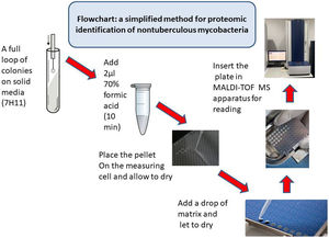 Flowchart of the proposed simplified procedure for proteomic identification of NTMs (MALDI-TOF MS).
