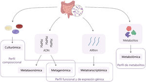 Aproximaciones metodológicas para el estudio del microbioma intestinal humano. A partir de la microbiota intestinal procedente de muestras gastrointestinales/fecales se pueden realizar diversos análisis con distintos objetivos: 1) siembra de los microorganismos en múltiples medios y protocolos de cultivo adecuados y aislamiento masivo de microorganismos (culturómica); 2) extracción y secuenciación del ADN microbiano (metataxonómica y metagenómica); 3) extracción y secuenciación del ARNm microbiano (metatranscriptómica), y 4) extracción y análisis de los metabolitos microbianos (metabolómica). Estas técnicas requieren herramientas computacionales avanzadas y laboratorios especializados, dado el volumen y la complejidad de los datos generados. Elaboración propia a partir de recursos gráficos disponibles en BioRender.