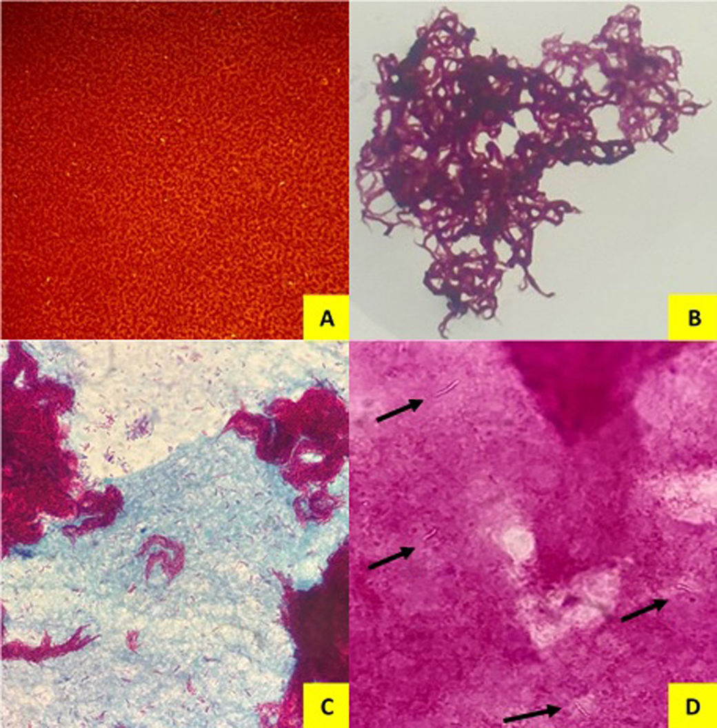fig0010