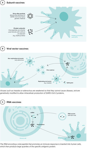 COVID-19 vaccine platforms. Adapted from P. Buchy, Y. Buisson, O. Cintra et al.