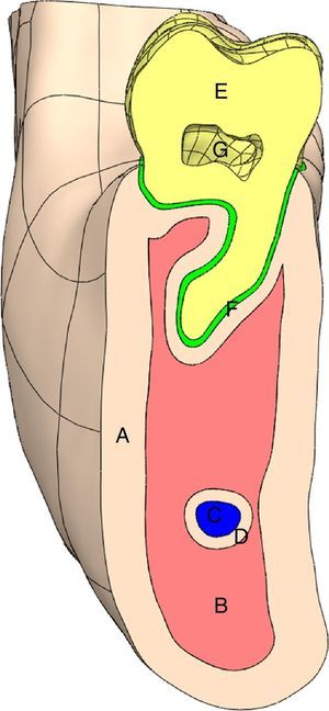 Vista das estruturas internas com arestas plotadas para facilitar a identificação dos limites das estruturas. A: osso cortical, B: osso medular, C: canal mandibular, D: osso cortical ao redor do canal mandibular, E: dente, F: ligamento periodontal, G: câmara pulpar.