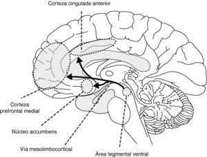 Sistema dopaminérgico de recompensa cerebral.