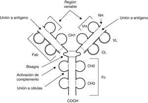 Esquema de la estructura de una molécula de inmunoglobulina. Las cadenas pesadas aparecen en negro y las ligeras en gris claro. CH: dominios de la región constante de la cadena pesada; CL: dominio constante de la cadena ligera; COOH: extremo carboxiterminal; Fab y Fc: fragmentos resultantes de proteólisis; NH: extremo aminoterminal; VH: dominio variable de la cadena pesada; VL: dominio variable de la cadena ligera; - - -: puentes disulfuro.