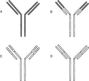 Quimerización y humanización de anticuerpos monoclonales A) Monoclonal murino. B) Monoclonal quimérico, en el que las regiones variables son de origen murino siendo humano el resto de las cadenas. C) Monoclonal humanizado: sólo incluye los segmentos hipervariables de origen murino. D) Monoclonal humano.