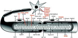 Dibujo esquemático de una fibra nerviosa mielinizada. Las proteínas mutadas, causales de CMT, HMN o HSAN, identificadas hasta 2006 figuran en negro, mientras que las descritas con posterioridad aparecen en rojo. Se mantienen las designaciones y acrónimos anglosajones porque son los que figuran en PubMed y OMIM. El significado de los acrónimos se recoge en el pie de la tabla 1. Nótese que mutaciones de SPTLC1 (serine palmitoyltransferase long chain base subunit 1), HSN2 (hereditary sensory neuropathy type 2), NTRK1 (neurotrophic tyrosine kinase receptor type 1), IKBKAP (inhibitor of kappa light poypeptide gene enhancer in B-cells) y NGF1 (nerve growth factor beta polypeptide) están involucradas en la etiopatogenia de la neuropatías sensitivas y autonómicas hereditarias, no revisadas en este trabajo (véase texto). Adaptado de Niemann et al6.