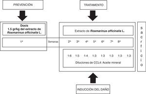 Esquema que muestra el modelo de inducción de daño hepático con CCL4 y tratamiento con el extracto de Rosmarinus officinalis L.
