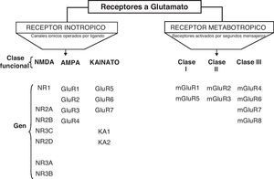 Clasificación de los receptores glutamato.
