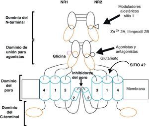 Representación esquemática de la estructura del receptor a glutamato tipo NMDA y sus sitios de regulación farmacológica.