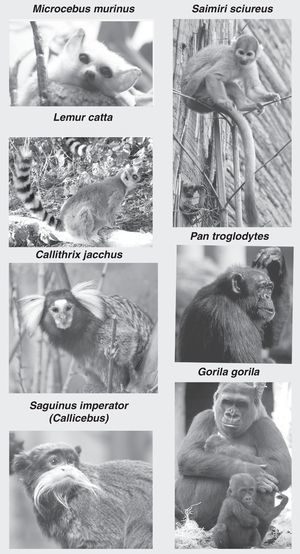 Imágenes de primates no humanos: Microcebus murinus (lémur ratón), Lemur catta (lémur de cola anillada), Callithrix jacchus (marmoset o tití), Saguinus imperator (tamarino), Saimiri sciureus (mono ardilla), Pan troglodites (chimpancé) y Gorila gorila (gorila). Fotografías cedidas por Faunia-Madrid (Lemuriformes y Platyrrhinos) y Zoo-Aquarium-Madrid (chimpancé y gorila).