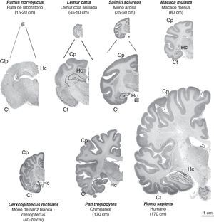 Imágenes de cortes cerebrales coronales de primates no humanos en comparación con el cerebro de rata y humano. Se conserva la proporcionalidad real en las imágenes (en las tres primeras, se complementa con una imagen aumentada para una mejor observación). Se puede apreciar que junto al incremento de tamaño de la masa cerebral, progresivamente aumenta el número de circunvoluciones cerebrales, una característica de los primates no humanos frente a la lisencefalia de los roedores (Cfp=corteza frontoparietal), así como el volumen del cortex parietal (Cp) y temporal (Ct). El hipocampo (Hc) se sitúa en posición dorsal en los prosimios (Lémur catta), de manera similar a lo que ocurre en los roedores (rata), observándose en posición ventral en los simios, al igual que en el humano. Entre paréntesis figura la longitud media del cuerpo (sin incluir la cola en las especies que la tienen) del primate adulto. Las imágenes de primates no humanos proceden de University of Wisconsin and Michigan State Comparative Mammalian Brain Collections [consultado 26 Abr 2011]. Disponible en: http://brainmuseum.org/index.html .