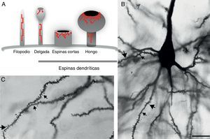 A) Representación esquemática de los filopodios y las espinas dendríticas: delgada, corta sin cuello y hongo. Modificado de Sekino et al.24, 2007. B y C) Fotomicrografía de una neurona piramidal de tercera capa de la corteza cerebral prefrontal de la rata. En la cual se muestra las diferentes formas de espinas dendríticas a lo largo de la dendrita basal. () delga, () corta () y hongo. Técnica de Golgi modificada. Barra de 25μm.
