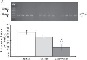 Niveles de ARNm de α7 en la CPF dorsomedial de ratas con lesión del núcleo del rafe dorsal. A) Fotografía de gel representativo de los diferentes grupos de trabajo. Los datos se expresaron como la media±DE de 4 experimentos por duplicado. p<0,05 **T vs E.