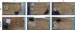 Ejemplos de la construcción del nido por ratones hembra de 11 meses de edad en los 2 grupos estudiados wild type (WT) y transgénicos (3xTg-AD). Se observa que los WT tuvieron mejor calidad en la construcción del nido en relación con los 3xTg-AD. En cada panel, se indica el número de animales que realizaron cada nivel de la prueba.