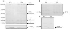 Análisis de expresión de IGF-II de cultivos de células del SNC de ratones BALB/c por western-blot. (A) Cultivos mixtos con hierro suficiente (SFe) o hierro deficiente (DFe). Las flechas indican las principales proteínas encontradas: a) IGFBP-3, b) IGFBP-2, c) IGFB4, d) IGFII. (B) Cultivos de células de la microglía, SFe y DFe. (C) Cultivos de células neuronales SFe y DFe. B-actina se muestra como control de carga.