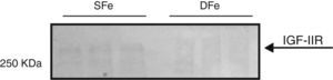 Análisis de la expresión de IGF-IIR en cultivos celulares mixtos del SNC de ratones BALB/c por western-blot. Cultivos con hierro suficiente (SFe) o hierro deficiente (DFe). La flecha indica la proteína de interés.