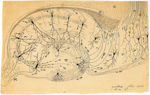 Esquema de la estructura y conexiones del asta de Amón según Cajal. Herederos de D. Santiago Ramón y Cajal.