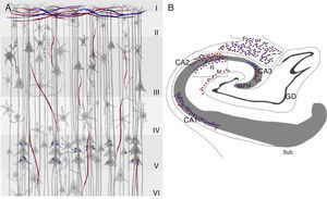 Marcadores colinérgicos ChAT (rojo) y AChE (azul) en la corteza cerebral (A) e hipocampo (B) de humano. Se indican en A, las 6 capas celulares (i-vi) y en B, las 3 áreas de células piramidales en los campos, CA1, CA2 y CA3 con sus respectivos estratos (O) oriens, (P) piramidal (R) radial y molecular (M), así como el giro dentado (GD), de donde emergen las fibras musgosas (FM), que hacen sinapsis con el estrato lucidum (CA3), la fimbria (Fi) y el subiculum (Sub).