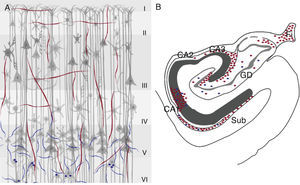 Marcadores colinérgicos ChAT (rojo) y AChE (azul) en la corteza cerebral (A) e hipocampo (B) de primate. En la corteza cerebral se muestran las 6 capas celulares (i-vi) y en la región del hipocampo sus 3 áreas (CA1, CA2 y CA3), así como el giro dentado (GD), la fimbria (Fi) y el subiculum (Sub).