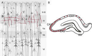 Marcadores colinérgicos ChAT (rojo) y AChE (azul) en la corteza cerebral (A) e hipocampo de la rata (B), en A, se muestran las 6 capas celulares (i-vi) y en B en el hipocampo, abundancia de ChAT en las áreas CA3 y CA2, y menor densidad en CA1 y nula marca en el giro dentado (GD).