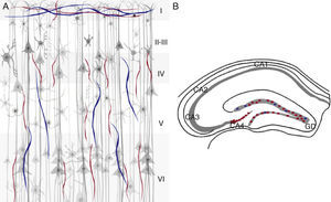 Marcadores colinérgicos ChAT (rojo) y AChE (azul) en la corteza cerebral e hipocampo de ratón. A) Región de la corteza cerebral en donde se observan las 6 capas celulares. B) Región del hipocampo en donde se observan las áreas (CA1, CA2, CA3 y CA4), así como el giro dentado (GD).