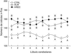 Número de células (media±ee) ir-Fos en la capa granular de cada lóbulo, después de la estimulación olfativa. Los lóbulos de los grupos ALM y HREC son significativamente mayores que aquellos del grupo CTRL (p=0,04). Aunque se observa un patrón de activación diferente entre los lóbulos de los grupos ALM y HREC, no llegan a presentar diferencias estadísticas.