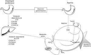 Relación entre antiagregantes y agregación plaquetaria. Metabolismo del clopidogrel: el clopidogrel es metabolizado en el hígado mediante 2 etapas de oxidación en las que se ven envueltas diversas encimas del CYP. El metabolito activo inhibe la unión de la adenina disulfato (ADP) al receptor P2Y12 bloqueando la agregación plaquetaria. Metabolismo de la AAS: la AAS es absorbida de forma gastrointestinal, en las plaquetas inhibe a COX y la generación de tromboxano, bloqueando la agregación plaquetaria. ADP: adenosín difosfato; COX: ciclooxigenasa; CYP: citocromo P450; TxA2R: receptor de tromboxano A2.