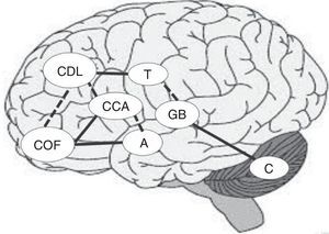 Áreas corticales involucradas en la toma de decisiones. A: amígdala; C: cerebelo decisiones; CCA: corteza cingulada anterior; CDL: corteza prefrontal dorsolateral; COF: corteza prefrontal orbitofrontal; GB: ganglios basales; T: tálamo.
