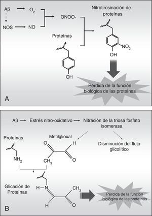 Esquema de la nitrotirosinación (A) y glucación (B) de proteínas inducida por agregados fibrilares de Aβ.