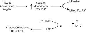 Mecanismo de profilaxis y tratamiento con PSA de la encefalomielitis autoinmune experimental (EAE).